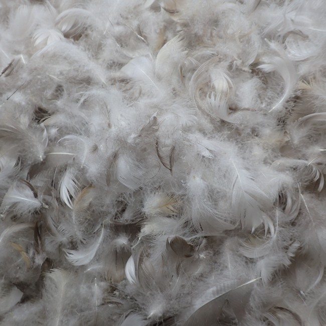oreiller Plumes, très ferme, 50X70 cm