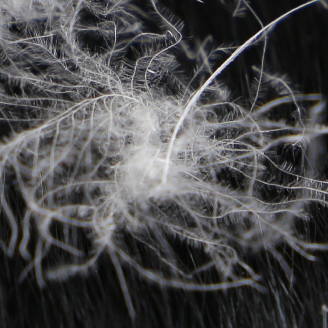 oreiller moelleux naturel 600, duvet de canard 50X70 cm