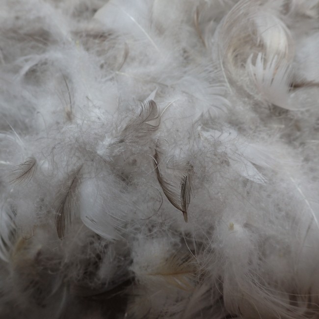 Oreiller Naturel en  Plumes d'Oies Grises, Soft, 65x65 cm-Fabrication Artisanale Française
